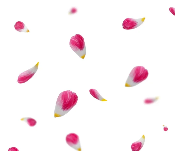 白い背景に美しい柔らかい花弁が飛び交う — ストック写真