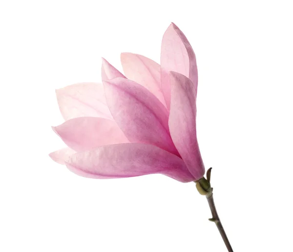 สวยงาม แมกโนเล ละเอ ยดอ ดอกไม แยกจากส ขาว — ภาพถ่ายสต็อก