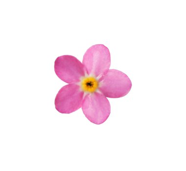 Beyaz arka planda zarif pembe Unutma beni çiçeği