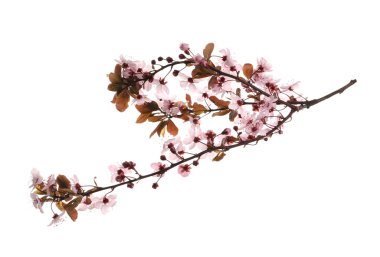 Güzel pembe çiçekleri olan Sakura ağacı dalları beyazlar üzerinde izole edilmiş.