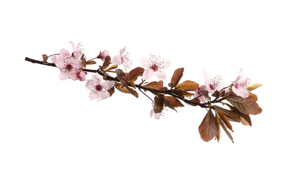 Sakura Boomtak Met Mooie Roze Bloesems Geïsoleerd Wit — Stockfoto