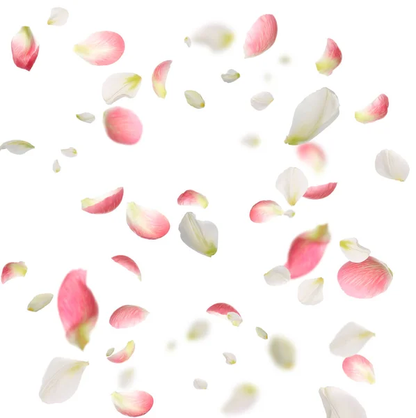 Mooie Tedere Bloemblaadjes Vliegen Witte Achtergrond — Stockfoto