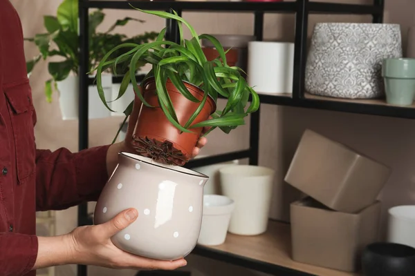 Woman Putting Houseplant New Pot Indoors Closeup — Stock Photo, Image