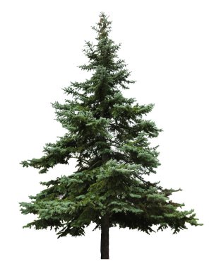 Beyaz arkaplanda her zaman yeşil olan köknar ağacı