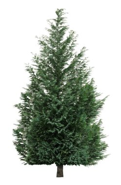 Beyaz arkaplanda her zaman yeşil olan köknar ağacı