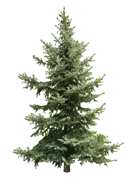 Beautiful Evergreen Fir Tree White Background — Stock Photo, Image