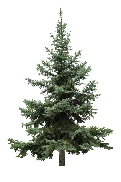 Beautiful Evergreen Fir Tree White Background — Stock Photo, Image