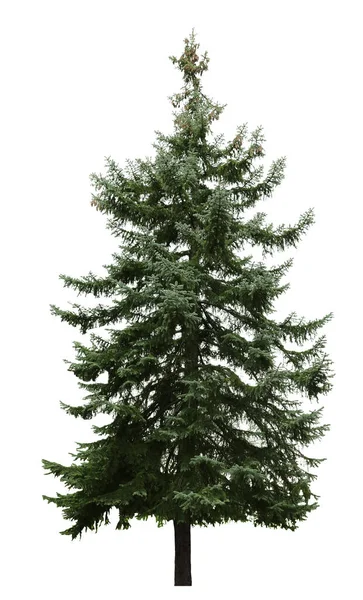 Beau Sapin Sempervirent Sur Fond Blanc — Photo