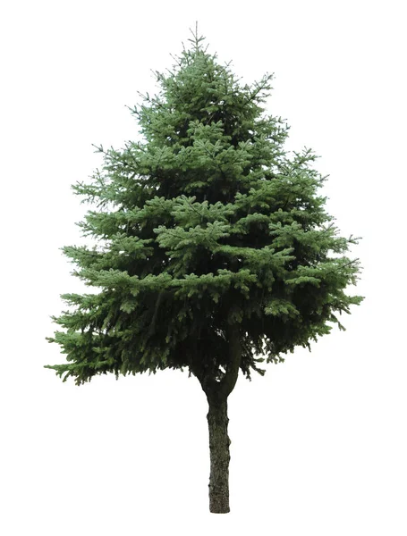 Beyaz Arkaplanda Her Zaman Yeşil Olan Köknar Ağacı — Stok fotoğraf