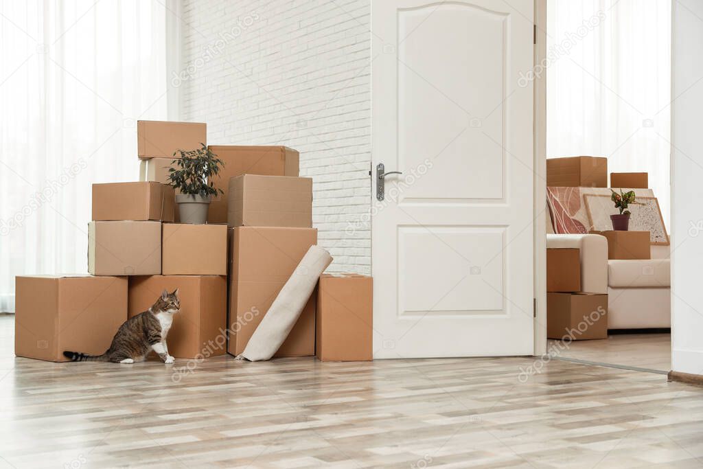 Cardboard boxes and cat in room on moving day