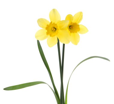 Beyaz arka planda güzel sarı nergis çiçekleri