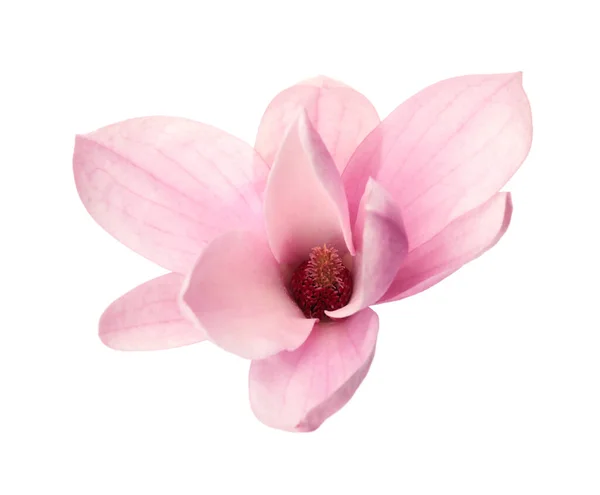 Frumoasă Floare Magnolie Delicată Izolată Alb — Fotografie, imagine de stoc