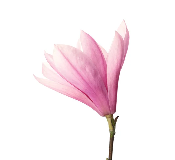 สวยงาม แมกโนเล ละเอ ยดอ ดอกไม แยกจากส ขาว — ภาพถ่ายสต็อก