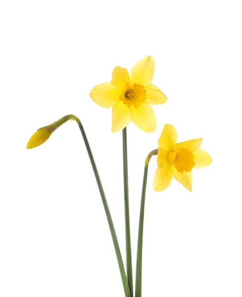 Hermosos Narcisos Amarillos Flor Sobre Fondo Blanco —  Fotos de Stock