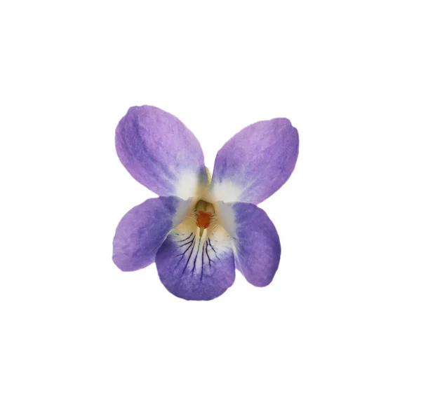 Beautiful Wood Violet White Background Spring Flower — Stock Photo, Image