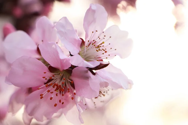 Csodálatos Tavaszi Virágzás Szoros Kilátás Cseresznyefa Gyönyörű Rózsaszín Virágok Szabadban — Stock Fotó