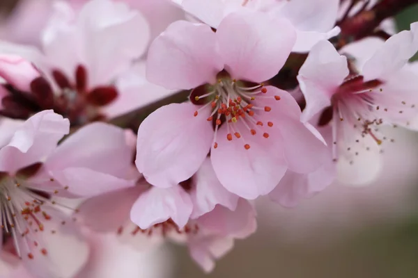 Amazing Spring Blossom Closeup View Cherry Tree Beautiful Pink Flowers — Stock Photo, Image