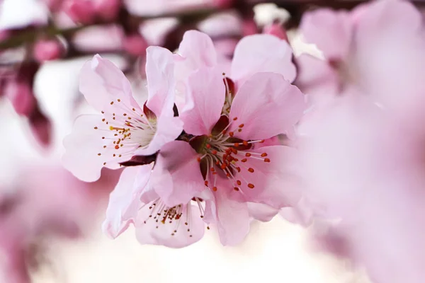 Csodálatos Tavaszi Virágzás Szoros Kilátás Cseresznyefa Gyönyörű Rózsaszín Virágok Szabadban — Stock Fotó
