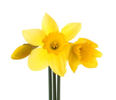 Beyaz arka planda güzel sarı nergis çiçekleri