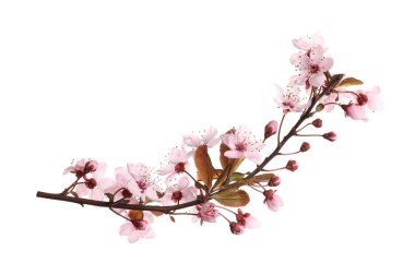 Güzel pembe çiçekleri olan Sakura ağacı dalları beyazlar üzerinde izole edilmiş.