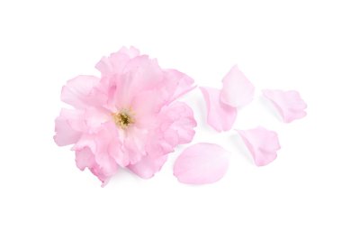 Güzel pembe sakura çiçekleri ve beyaz yapraklar.