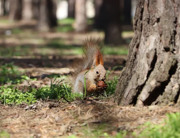 Cute Red Squirrel Nut Forest — Stock Photo, Image