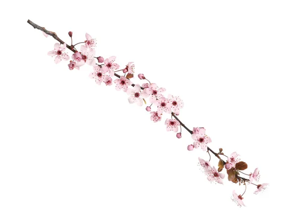 Sakura Boomtak Met Mooie Roze Bloesems Geïsoleerd Wit — Stockfoto