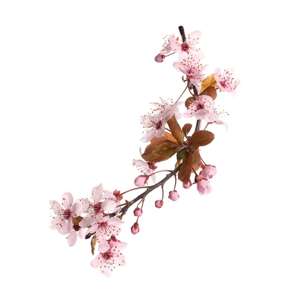 Rama Árbol Sakura Con Hermosas Flores Rosadas Aisladas Blanco — Foto de Stock