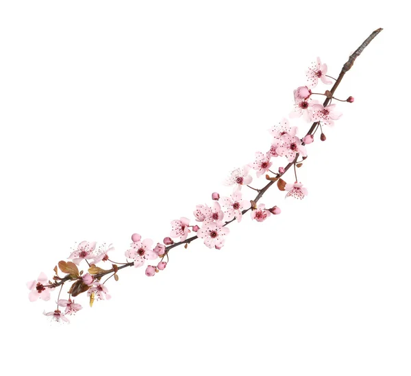 Sakura Zweig Mit Schönen Rosa Blüten Isoliert Auf Weiß — Stockfoto