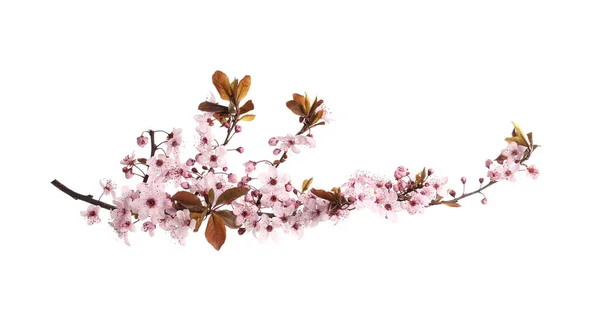 Sakura Branche Arbre Avec Belles Fleurs Roses Isolées Sur Blanc — Photo