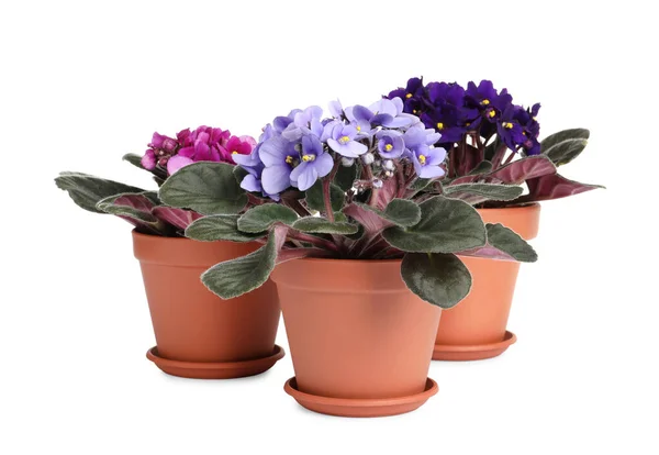 Hermosas Violetas Maceta Sobre Fondo Blanco Plantas Para Decoración Del — Foto de Stock