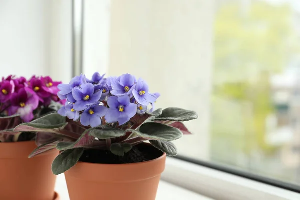 Krásné Fialky Květináčích Parapetu Prostor Pro Text Jemné Domovní Rostliny — Stock fotografie