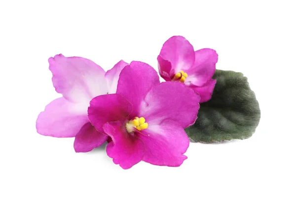 白地に紫色の植物と緑の葉のピンクの花 — ストック写真