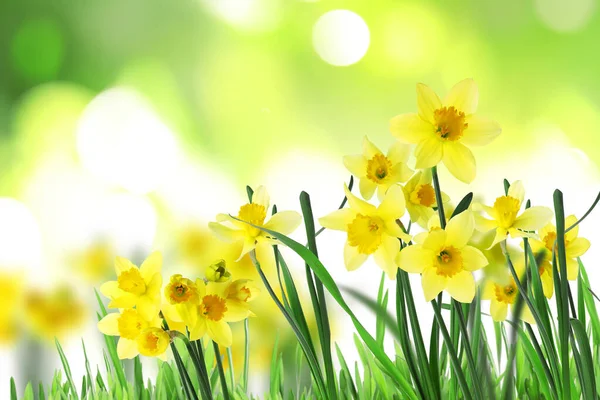 Vackra Blommande Gula Påskliljor Utomhus Solig Dag — Stockfoto