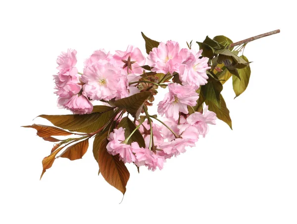 Vacker Sakura Trädgren Med Rosa Blommor Isolerad Vit — Stockfoto