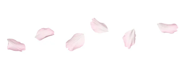 Mooie Roze Sakura Bloesem Bloemblaadjes Geïsoleerd Wit — Stockfoto