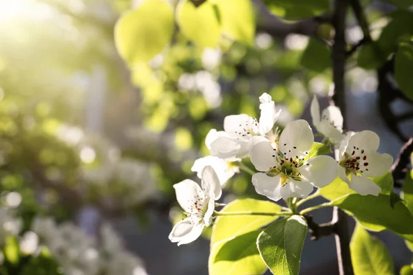 Mooie Bloeiende Perenboom Buiten Zonnige Dag Close Ruimte Voor Tekst — Stockfoto