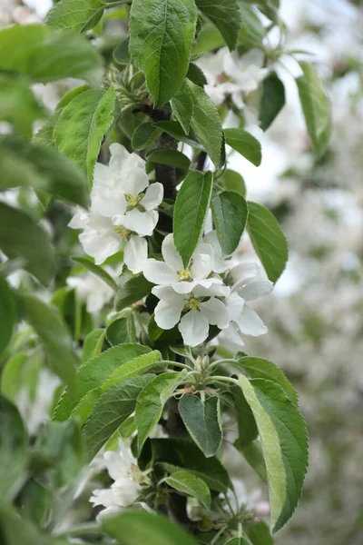 Belle Fleur Coing Arbre Plein Air Jour Printemps — Photo