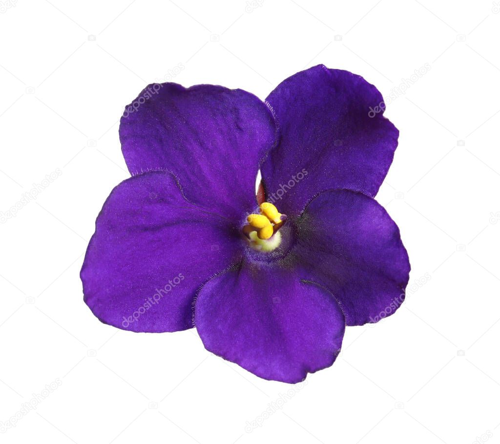 Purple flower of violet plant isolated on white
