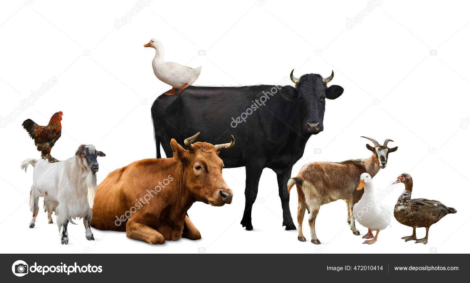 Group Different Farm Animals White Background Stock Photo by ©NewAfrica