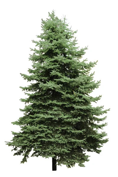 Beautiful Evergreen Fir Tree White Background — Stock Photo, Image