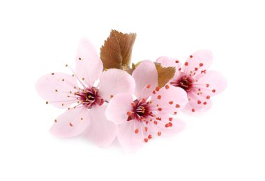 Güzel pembe sakura ağacı yaprakları beyaz yapraklarla kaplanır.