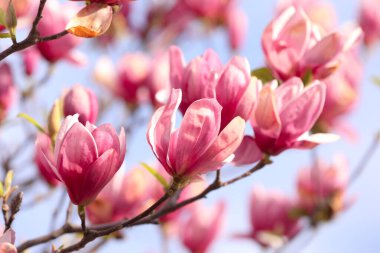 Açık havada pembe çiçekli güzel manolya ağacı, yakın plan. Bahar mevsimi