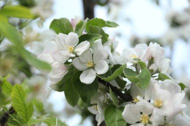 Açık havada çiçek açan ayva ağacının yakın görüntüsü