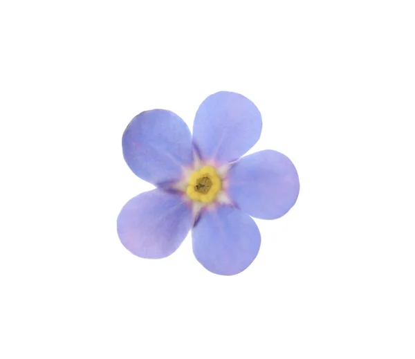 Bela Flor Azul Esqueça Não Isolado Branco — Fotografia de Stock