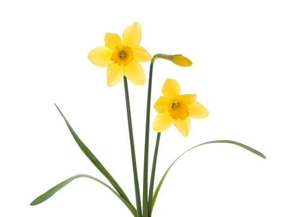 Красиві Квітучі Жовті Нарциси Білому Тлі — стокове фото