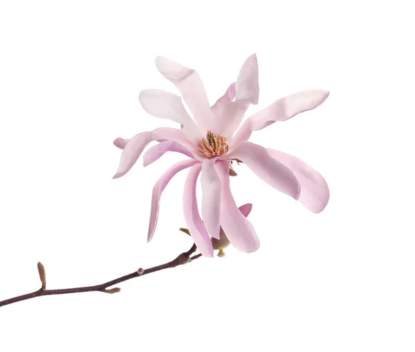 Magnolia Ramo Árvore Com Bela Flor Isolada Branco — Fotografia de Stock