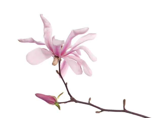 Magnolia Ramură Copac Flori Frumoase Izolate Alb — Fotografie, imagine de stoc