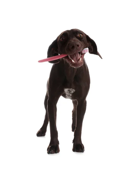 白い背景に歯ブラシ付きの愛らしいドイツの短髪のポインタ犬 — ストック写真