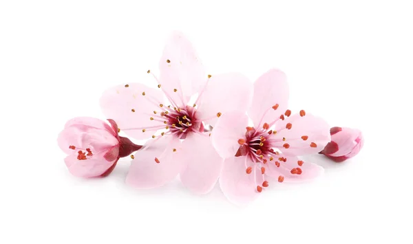 Schöne Rosa Sakura Baum Blüht Isoliert Auf Weiß — Stockfoto